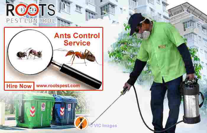 Ants Control Service - Pest Control Company