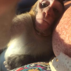 SOCIALIZED BABY MONKEY FOR REHOMING