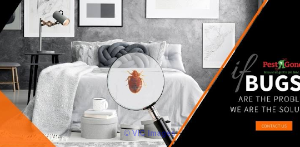 Bed Bugs Exterminator Toronto - Pest R Gone