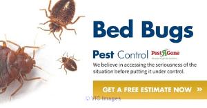 Cockroach Control Toronto - Pest R Gone
