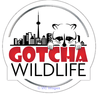 Opossum Removal Service Oakville