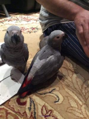 AVAILABLE MALE AND FEMALE AFRICAN GREY PARROTS FOR ADOPTION