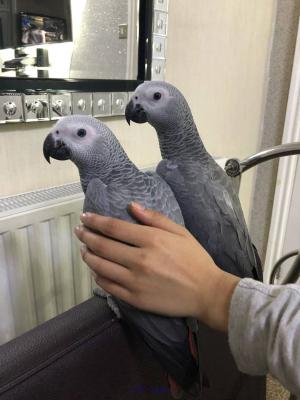AFRICAN GREYS FOR REHOMING/ PERROQUETS VALABLE POUR ADOPTION