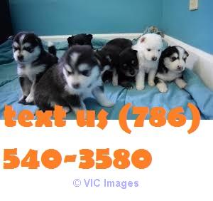 Siberian Husky Pups Available for a new home