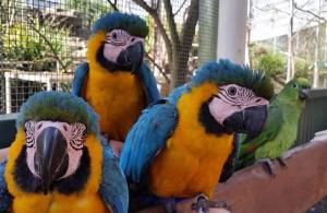 Macaw parrots for sale
