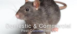 Pest R Gone Mice Control Vaughan