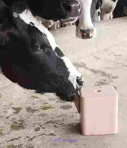 Best Salt lick block for Animals  | Hub Salt