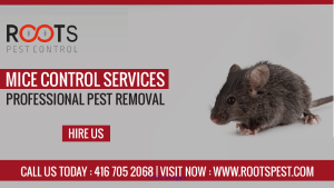 Mice Control Services In Toronto