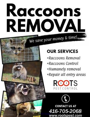Raccoon Removal Services In Toronto