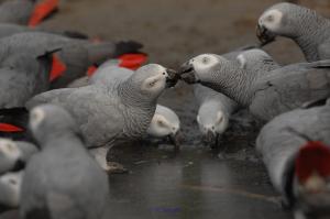 african grey parrots