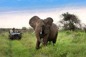 South Africa Safari