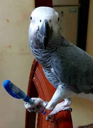 African grey parrots