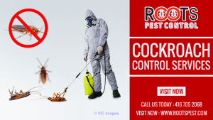 Cockroach Control Services | Get Rid of Cockroaches