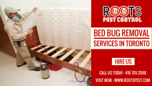 Bed Bug Control Service in Toronto | Roots Pest