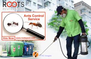 Ant Control and Extermination in Toronto | Roots Pest