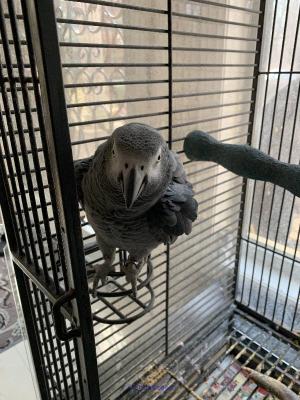 AFRICAN GREYS FOR ADOPTION/ PERROQUETS GRICS AFRICAINS POUR ADOPTION
