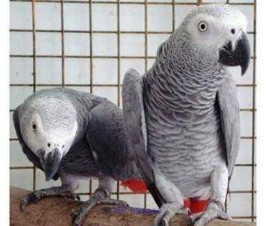 Adorable African grey parrots for adoption