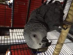 Lovely African grey parrots for adoption/rehoming