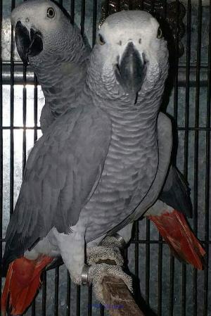 SUPER TRAINED AFRICAN GREY PARROTS FOR ADOPTION/REHOMING