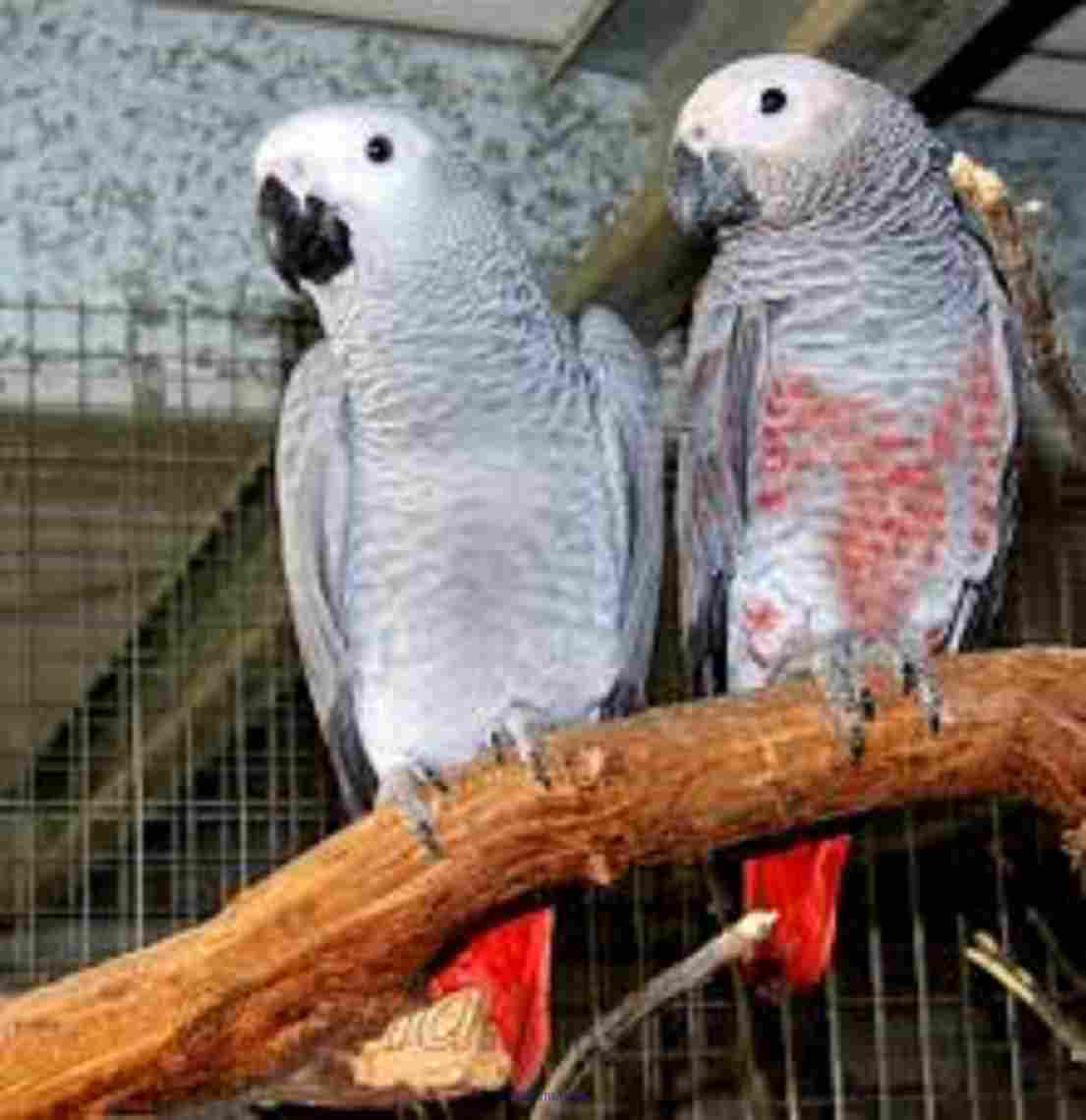 AFRICAN GREY PARROTS AVAILABLE
