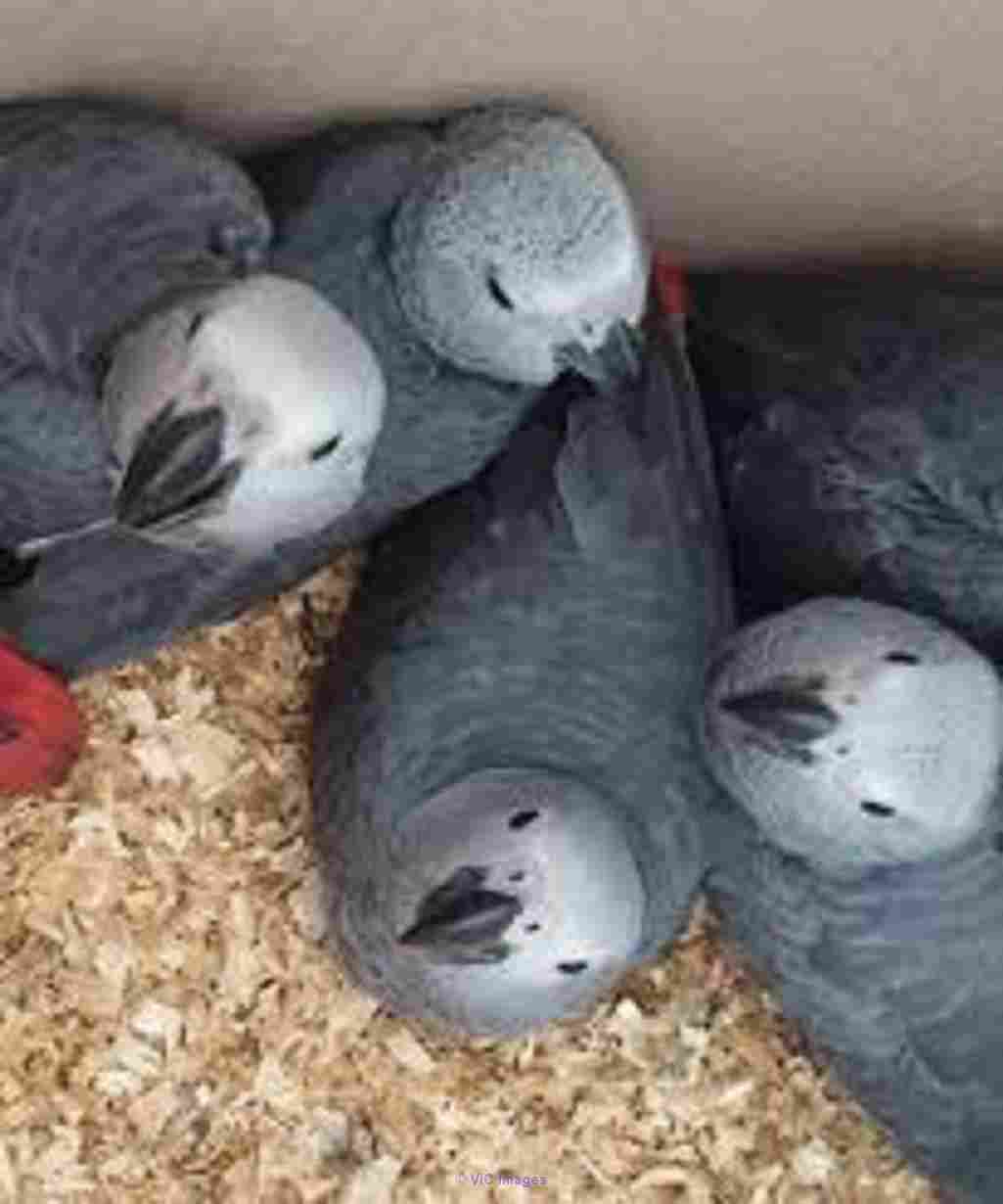 AKC registered African grey parrots