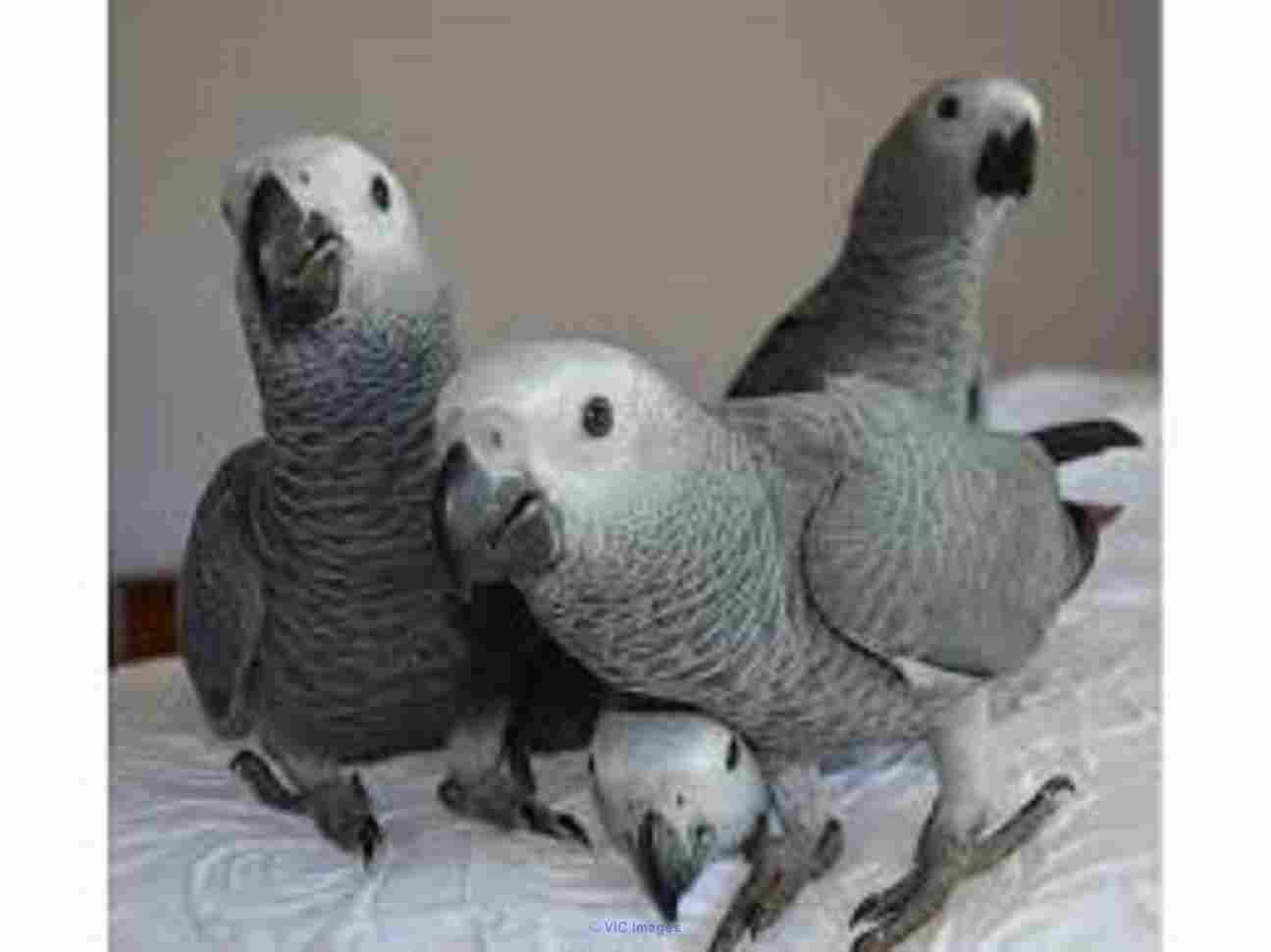 African grey parrots for rehoming