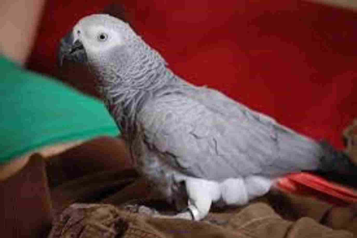 AFRICAN GREY PARROTS