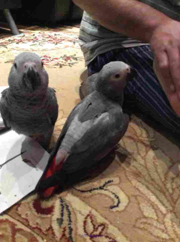 Male and female African grey parrots for adoption/rehoming