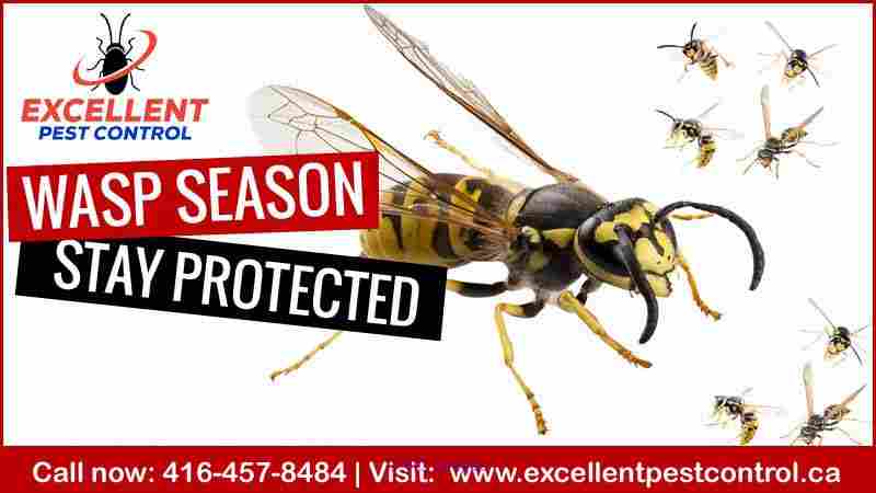 Wasp and Bee Control | Excellent Pest Control