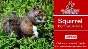 Squirrel Removal and Control | Excellent Pest Control