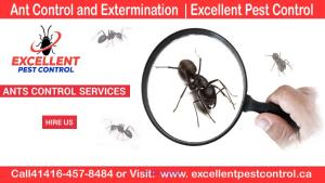 Ant Control and Extermination | Excellent Pest Control