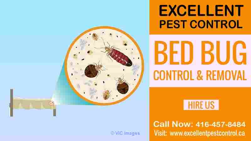 Bed Bug Extermination | Excellent Pest Control