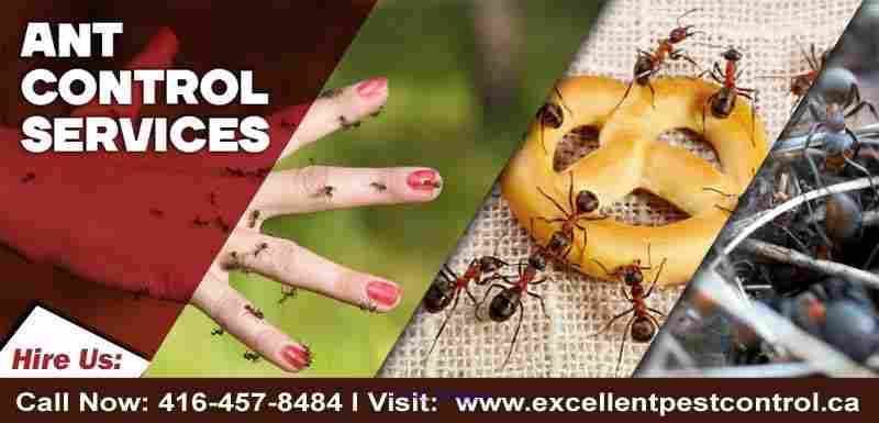 Ant Control and Extermination | Excellent Pest Control