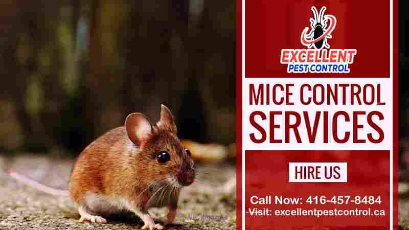 Mice and Rat Control | Excellent Pest Control