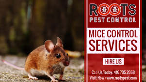 Mice and Rat Control | Roots Pest Control