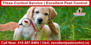 Fleas Control Service | Excellent Pest Control
