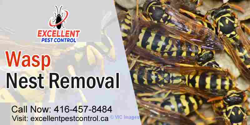 Wasp and Bee Control | Excellent Pest Control