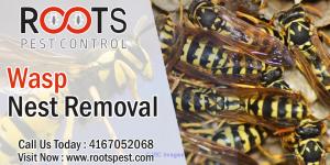Wasp and Bee Control | Roots Pest Control