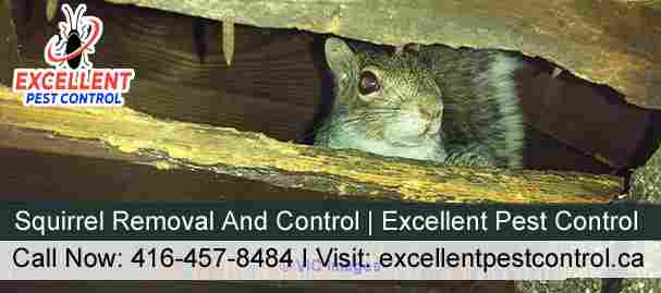 Squirrel Removal and Control | Excellent Pest Control