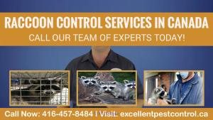 Raccoon Control Service | Excellent Pest Control