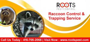 Raccoon Control & Trapping Service | Roots Pest Control