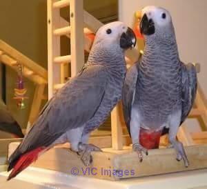 TALKING AFRICAN GREYS AVAILABLE FOR ADOPTION