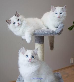 Available Ragdoll kittens for sale