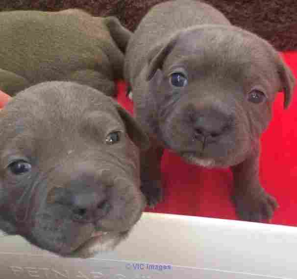 Staffordshire Bull Terrier for rehoming
