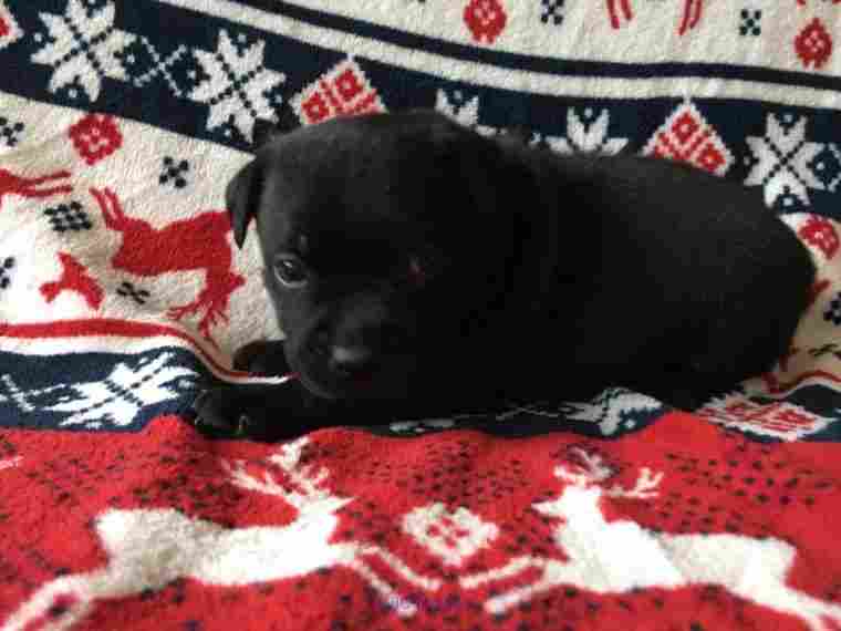 Staffordshire Bull Terrier