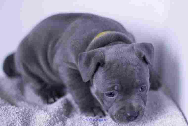 AKC registered Staffordshire Bull Terrier puppies  available