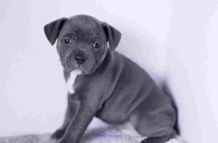 registered Staffordshire Bull Terrier