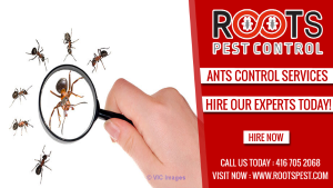 Ants Extermination Service Ontario | Roots Pest Control