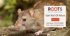 Get Rid of Mice With Roots Pest Control