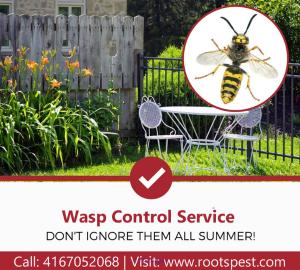 Wasp Control and Removal Service | Roots Pest Control